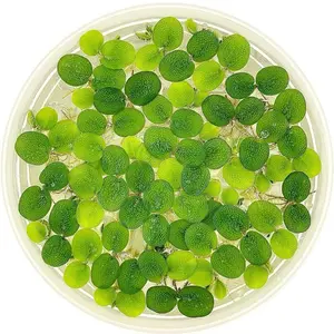 Water Spangles (Salvinia minima) - 12 (60+ Leaves) Live Floating Plants for Aquariums, Ponds, & Water