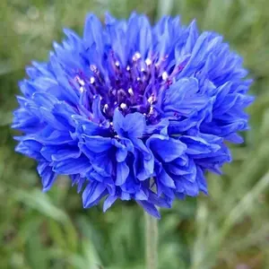 TomorrowSeeds - Blue Tall Bachelor Button Seeds -  Blue Cornflower USA Garden Corn Flower Edible Seed Plant Vegetable Seed NonGMO 2024 Season