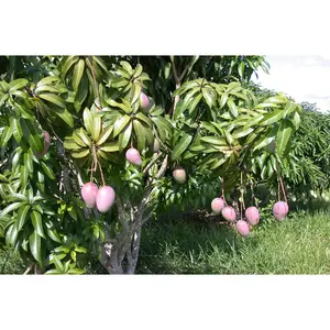Mango Tree - Live Fruit Tree in a 3 Gallon Pot - Mangifera Indica 'Kent' - Tropical Edible Fruit Bearing Tree