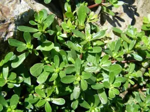 Verdolaga Pusley Green Purslane Herb in Seeds 2 Pack x 2000 Seeds Heirloom Variety Home Gardening Fresh Harvest