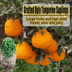 Grafted Ugly Tangerine Tree Saplings, Live Fruit Plant, Large Sweet Juicy Oranges, High Yield, Potted & Outdoor Garden Plant, Easy to Grow