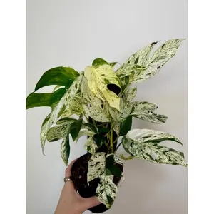 4” Epipremnum Pinnatum Marble (on plank)