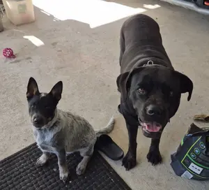 Monica Lee 2 custom towels- 2 Custom Spring towels