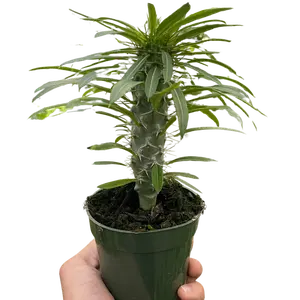 Pachypodium 'lamerei' (Madagascar Palm)