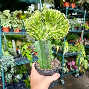 4” Mermaid Tail Cactus - yellow variegated