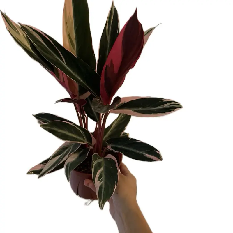 Stromanthe Triostar Potted Live Plant 6in - Rare Prayer Plant - Exotic Variegated Houseplant - Pink, Cream, & Green Foliage - Tropical Gift - Unique Indoor Plant - Burgundy Undersides - Statement Greenery - Calathea Relative - Colorful Leaves - Non Toxic