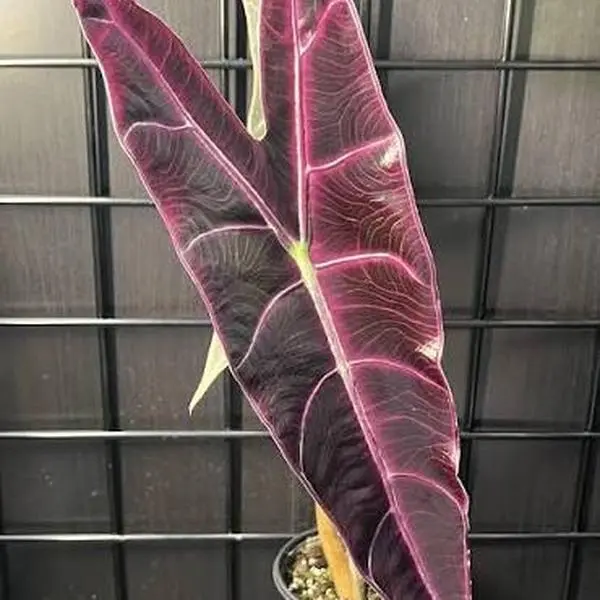 Alocasia Longiloba ‘Purple’ Tissue Culture Plant (TC) – Growers Choice
