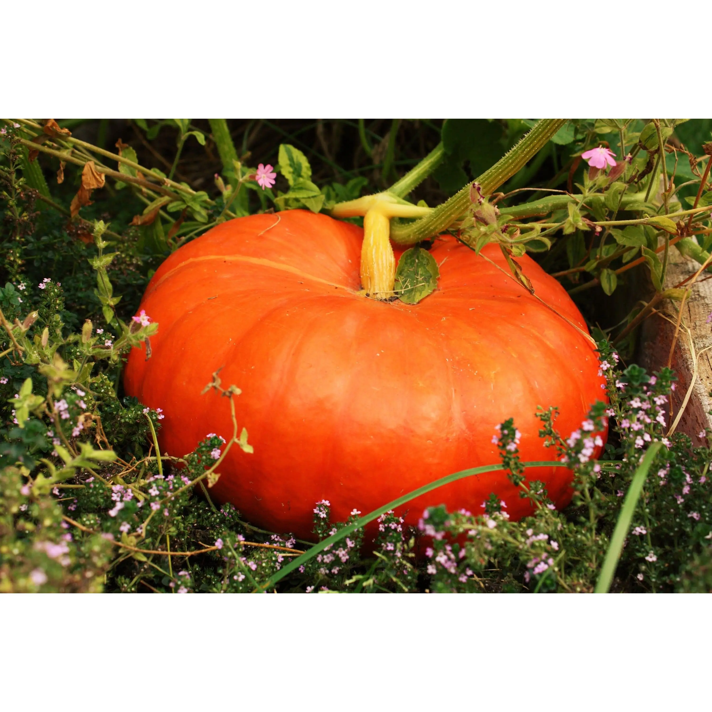 TomorrowSeeds - Cinderella Pumpkin Seeds -  Fairytale Coach Carriage French Rouge Vif D'Etampes Red Pumpkins Squash Seed 2024 Season