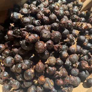 Goron Tula Seeds/ Silky Kola/ 20 pieces