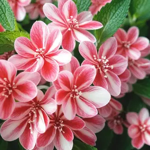 Green River 50 Peppermint Stick Impatients Seeds- Shade-Loving Perennial Flower Seeds, Bright Blooms for Garden Borders or Pots, Vibrant Mix for Shaded Gardens, Easy to Grow, Plant Seeds for Indoors or Outside