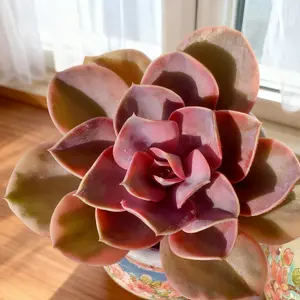 Rare Live Succulent Echeveria Rainbow – Colorful Variegated Succulent Plant, Easy Care Indoor Decor, Premium Succulent Bundle & Unique Gift