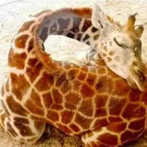 Littleforbig Adjustable Hook-and-Loop Fastener Closure Adult Printed Cloth Back Diaper 2 Pieces - Baby Parade