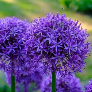 CZ GRAIN Purple Rain Allium - Fall Bulbs That Make Round Purple Flowers - Easy to Grow Vibrant Flowers Attract Pollinators - Plants