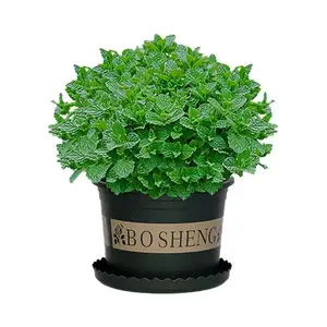 Peppermint Seeds - Indoor Potted Plants for Mosquito Repelling & Perfume Production - Versatile Seeds for Year-Round Use