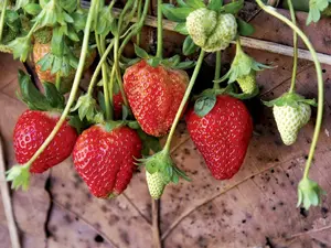 5 Strawberry Quinault Everbearing Live Plants, Soil Potted