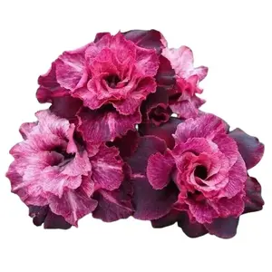 Green River 4 Pcs Magenta White Desert Rose Seeds - Premium Desert Rose Plant Seeds for Bonsai & Garden, Exotic Perennial Flower Seeds for Pots & Outdoor Planting, Growing Desert Rose from Seeds, Pollinator-Friendly