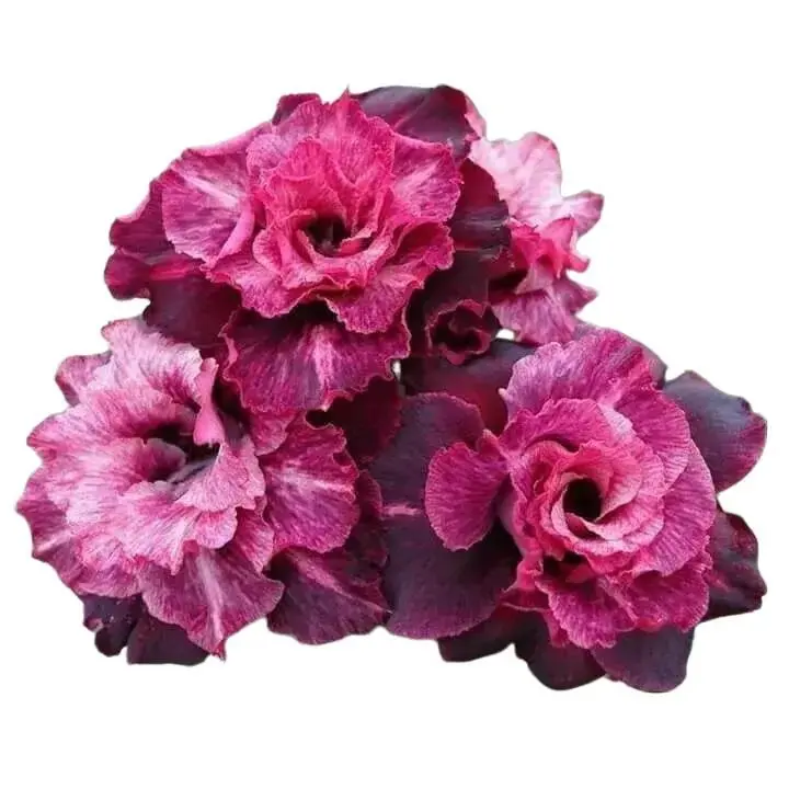 Green River 4 Pcs Magenta White Desert Rose Seeds - Premium Desert Rose Plant Seeds for Bonsai & Garden, Exotic Perennial Flower Seeds for Pots & Outdoor Planting, Growing Desert Rose from Seeds, Pollinator-Friendly