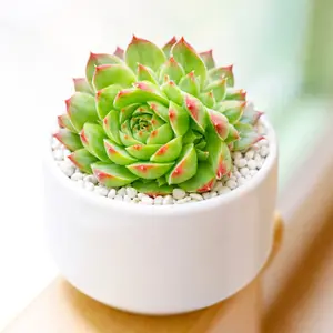 Sempervivum heuffelii 'Kapo'
