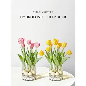 1 tulip bulb, hardy, perfect for hydroponic vases, a gift for plant lovers