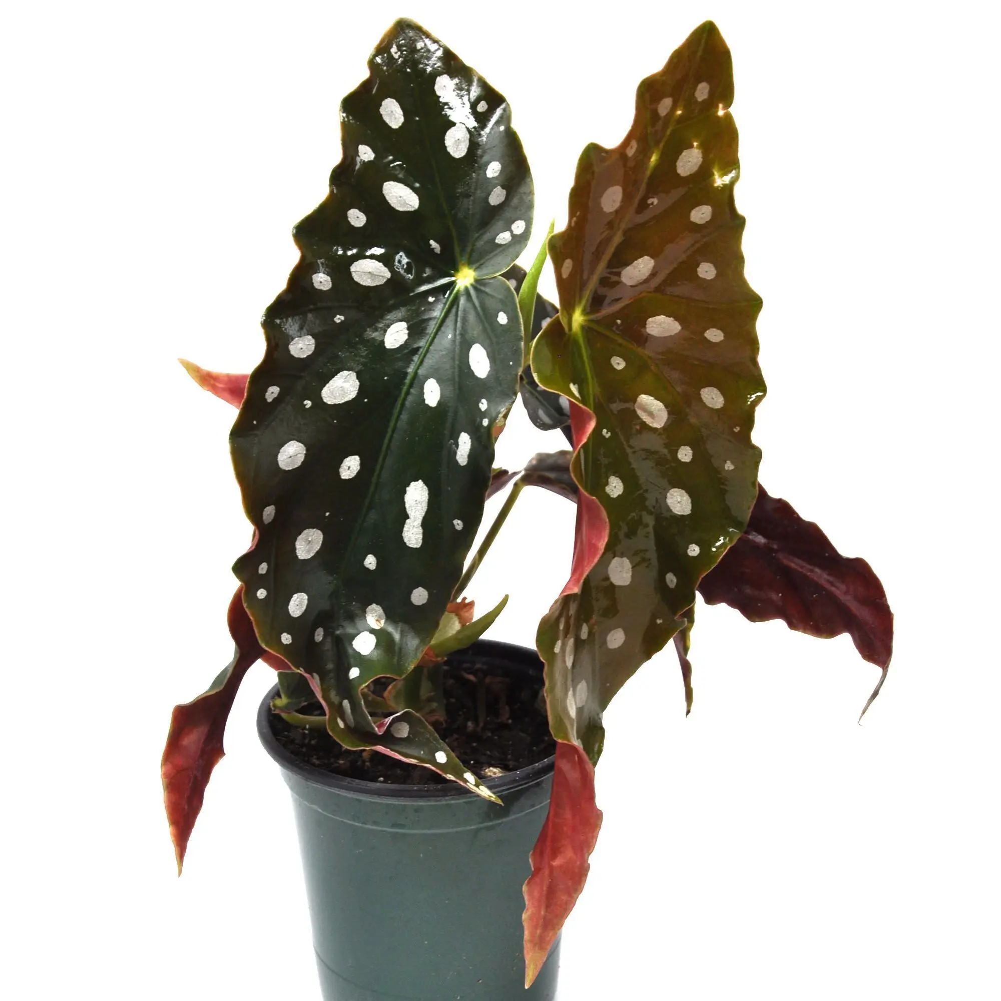 Begonia maculata, Polka Dot Begonia