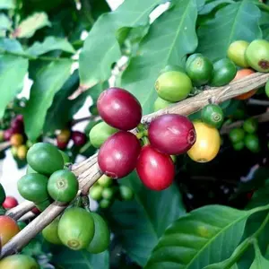 30+ Arabica Coffea Plant Seeds - Jamaican Blue Mountain Coffee Variety - Grow Your Own Coffee Tree with These Heirloom Garden Seeds