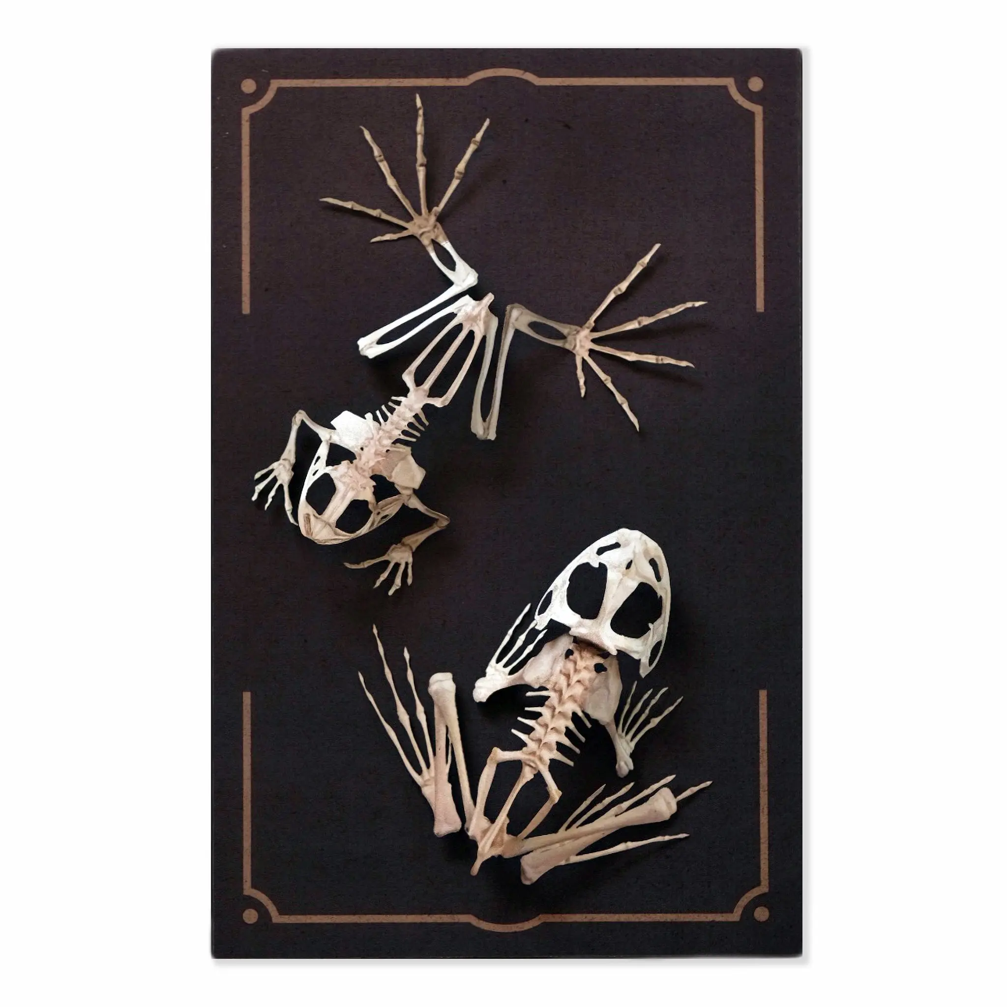 'Fen' Frog Skeleton Set