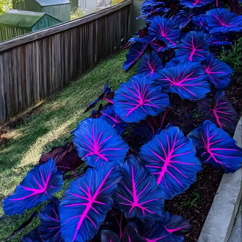 Hosta Seeds – Perennial Garden Plant for Borders and Shade