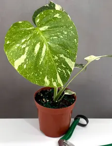 Monstera Thai Constellation