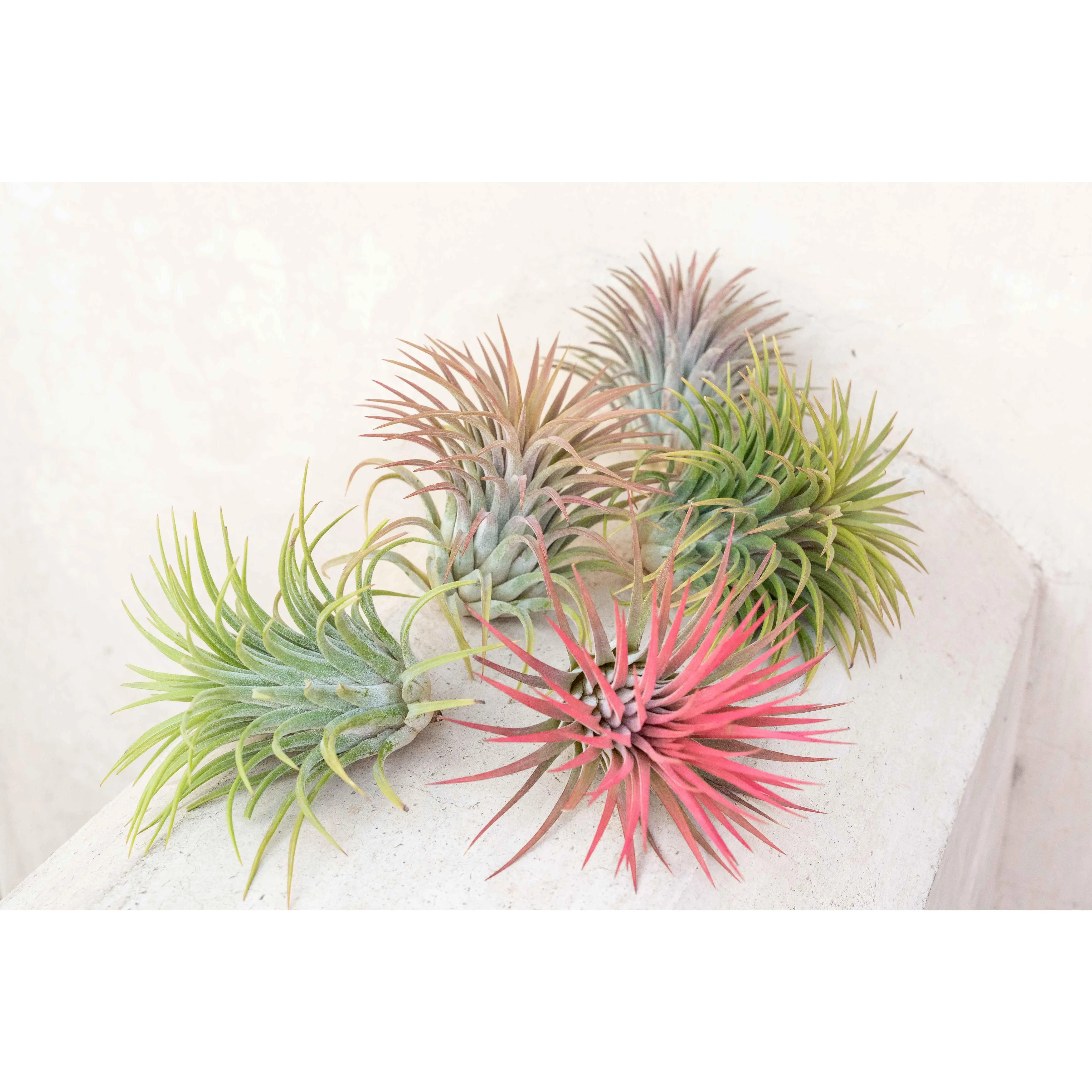 XL Tillandsia Ionantha Rubra Air Plants  [5 Pack]