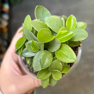 Pixie Lime Peperomia