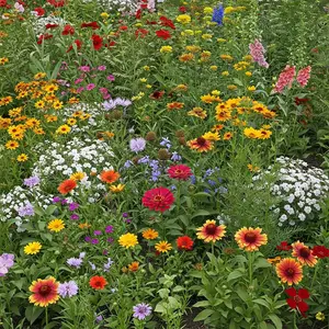 Mediterranean Mix Bulk Wildflower Seeds, 1lb