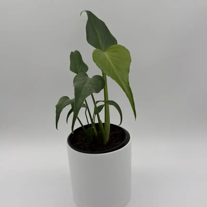 Rare Monstera Burle Marx Flame 6" pot Rare Plant - Unique Leaves  Collectors plant Live Tropical House Plant, Indoor Home Decoration