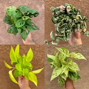 Hanging House Plant Box - 3 Assorted House Plants