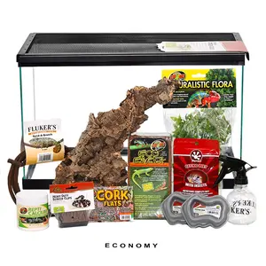 COMPLETE Baby New Caledonian Gecko Setup