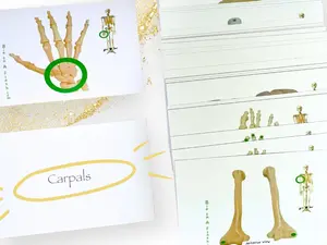 Appendicular Skeleton Anatomy Flashcards