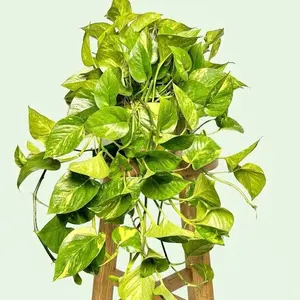 6” XXL Golden Pothos – Beginner Friendly Indoor Plant (Add Weather Protection if Below 40° or above 95)