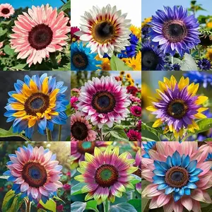 50PCS Mixed Sunflower Seeds | Rare Non-GMO Variety with Vibrant Multi-Color Blooms, Drought-Tolerant and Pollinator-Friendly, Perfect for Home Gardens, Outdoor Planting, Flower Beds, and Backyard Landscaping
