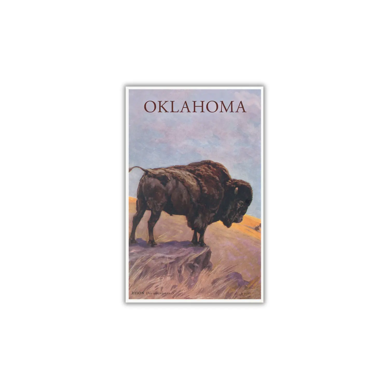 Bison Oklahoma Postcard