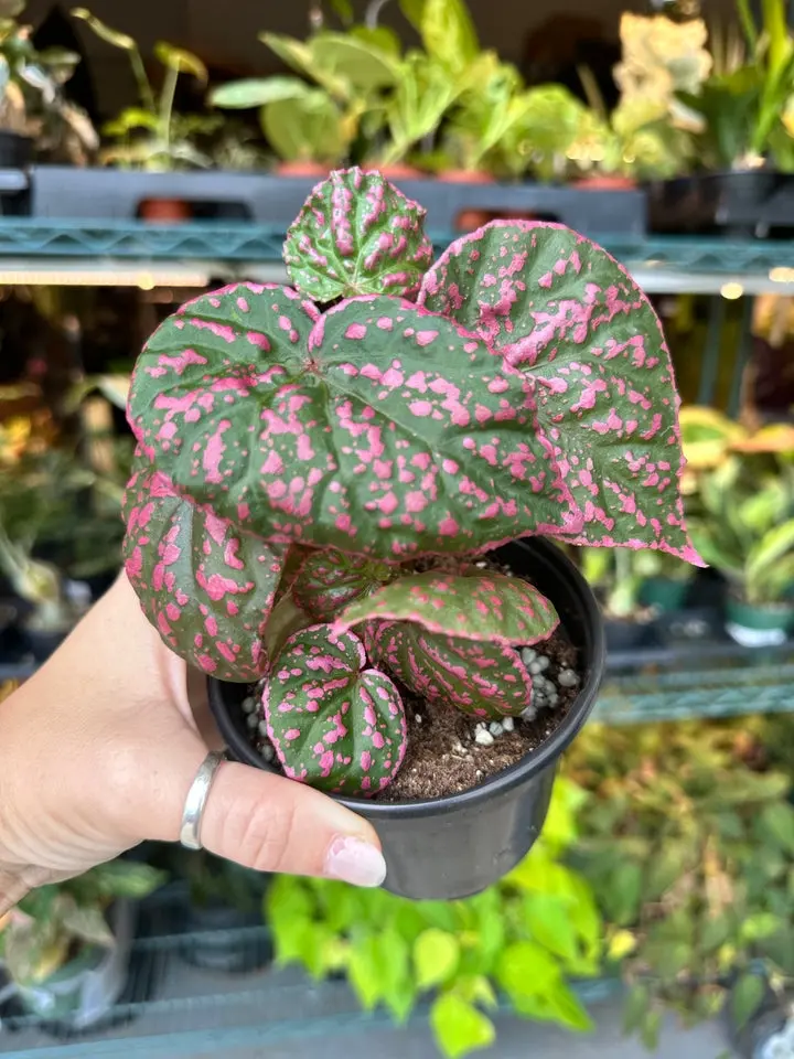 Begonia roseopunctata - 4" pot