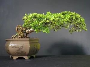 LIVE PLANT 1ft Bucida Spinosa Terminalia - Molinetti - Dwarf Black olive Bonsai
