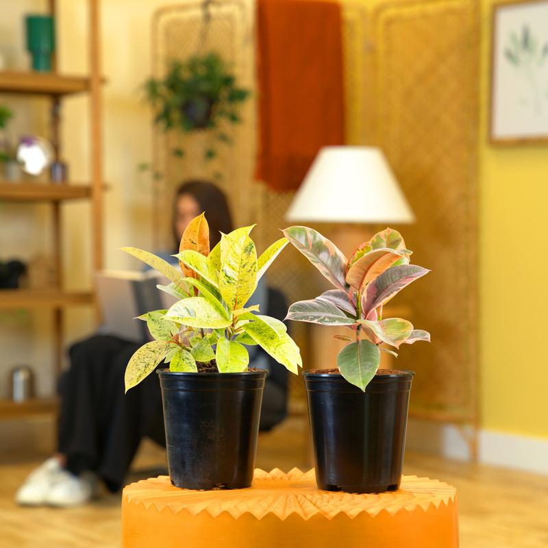 Grower's Choice Variegated Ficus | medium