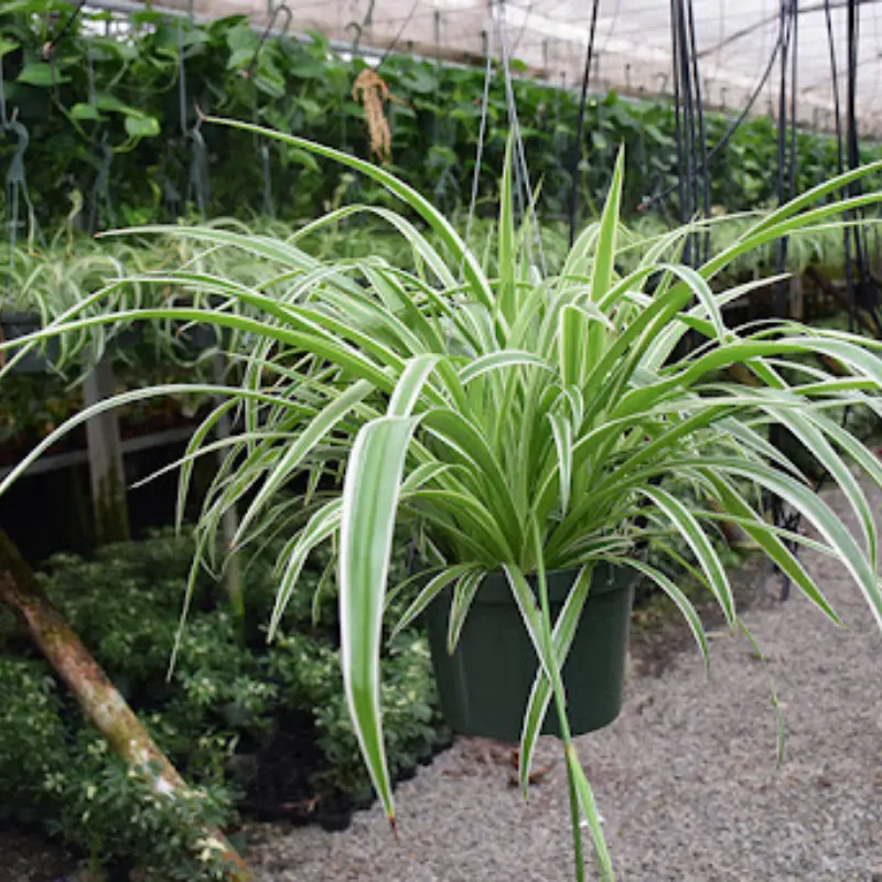 Spider Reverse Plant Plug (Chlorophytum comosum 'Reverse Variegatum ...