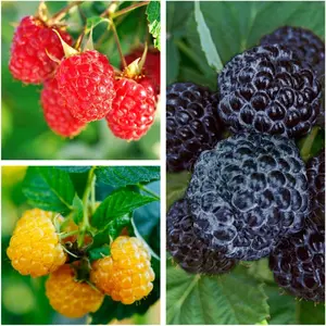 Mix Raspberry Seeds 100pcs for Planting - Non-GMO Heirloom and Organic Fruit for Home Garden Berry Seeds Sweet and Delicious