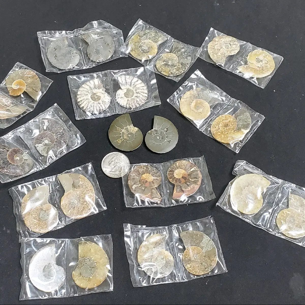 Ammonite Fossil Collectable - Pair or Whole