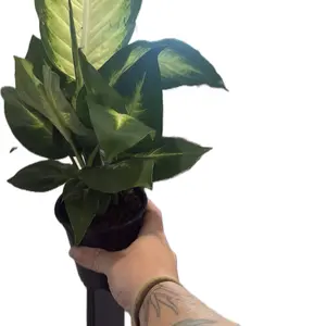 4” Dieffenbachia Tropical Marianne