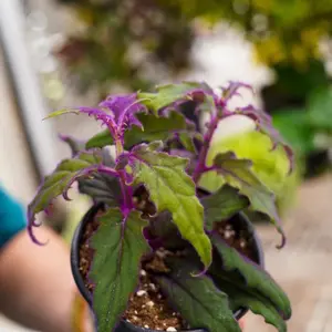 Purple Passion Plant with Vibrant Purple and Green Leaves in 6 Inch Pot