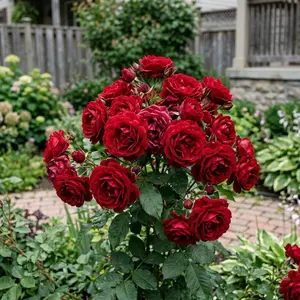 50 Red Rose Seeds for Planting - Variety for Home Gardening