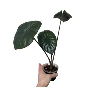 Alocasia Serendipity-Medium size