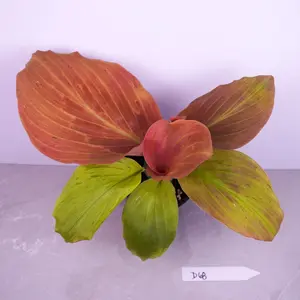 RARE Kaempferia Variegated 4” | Variegated Ginger Plant | Tropical