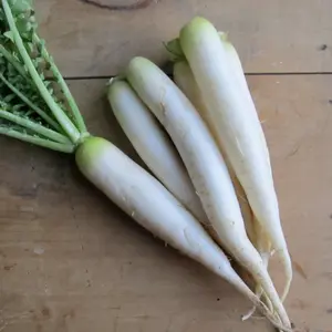 Organic Japanese Minowase Daikon Radish Seeds (Raphanus sativus) – 100+ Seeds for Long, Mildly Spicy White Roots